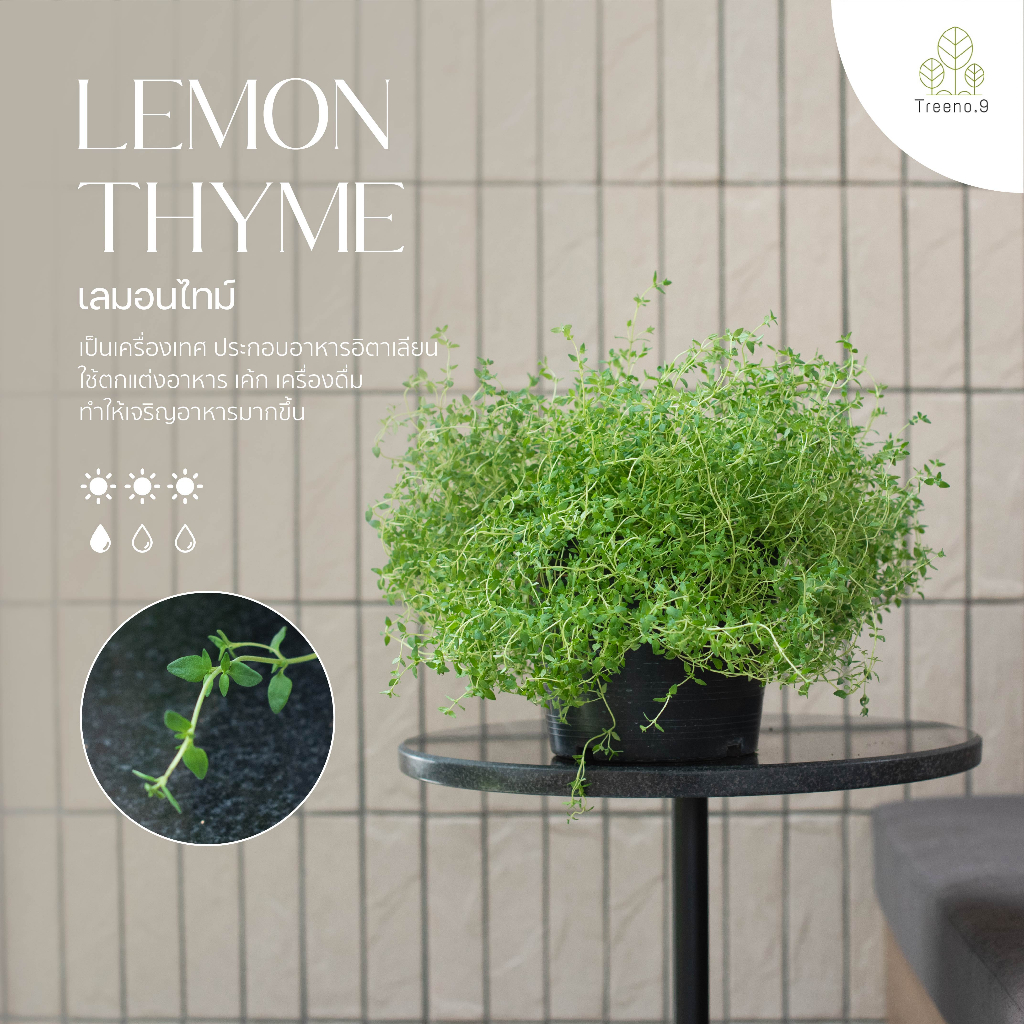 Treeno.9 T5 ซัมเมอร์ ไทม์ / เลมอน ไทม์ (Thyme) พุ่มใหญ่ กระถาง 8 นิ้ว สูง 25-30 cm. เครื่องเทศ กลิ่นหอมมาก สรรพคุณมากมาย