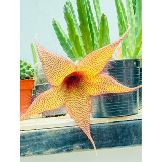 เก๋งจีน ดอกปลาดาวดอกใหญ้ Stapelia Gigantea แคคตัส กระบองเพชรกระถาง4นิ้ว