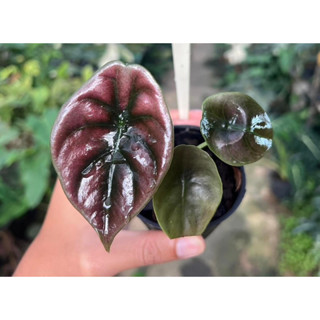 💥Alocasia cuprea red secret💥ไม้แรว์💥ไม้เนื้อเยื่อพร้อมปลูก❤️