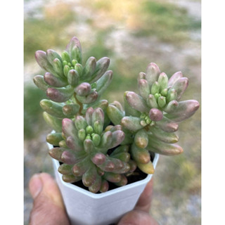 Pink jelly bean Sedum (3 ต้น) ไม้อวบน้ำ น่ารักๆ กระถาง 2 นิ้ว