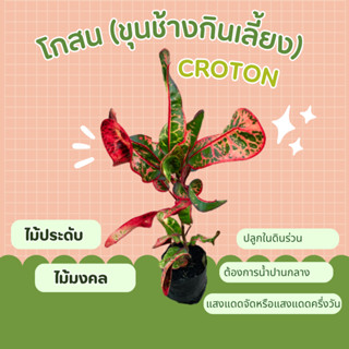 ต้นโกสน (ขุนช้างกินเลี้ยง) croton