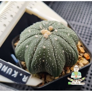 astrophytum starshape ลูกไม้สายใหญ่