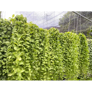 (สินค้าพรีออเดอร์) เดฟพาดเขียวจัมโบ้ พวงใหญ่ (ยาว45-50 เซน) *กดสั่งสูงสุดได้10 พวงต่อครั้งนะคะ*