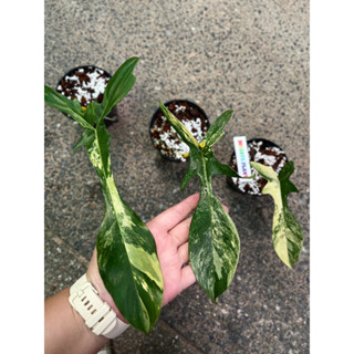 philodendron florida beauty ฟิโลเดนดรอน ฟลอริด้า บิวตี้ ก้ามกุ้ง ฟิโลก้ามกุ้งด่าง