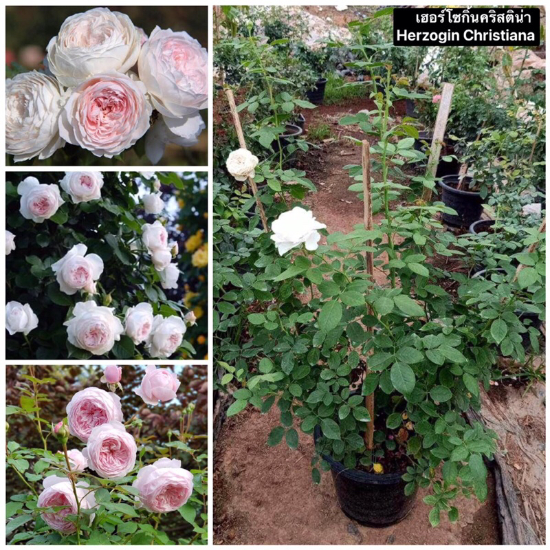 กุหลาบเลื้อย-เฮอร์โซกิ้นคริสติน่า (กระถาง 12 นิ้ว)  สีขาวอมชมพู หอมมาก ดอกทรงถ้วย