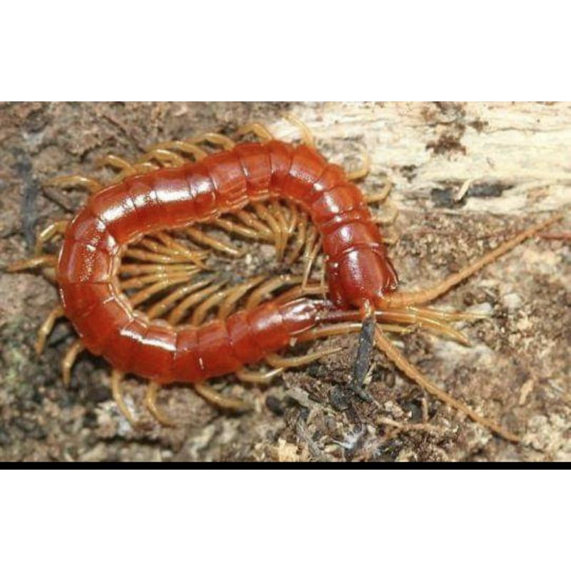 ตะขาบปลอม ตะขาบยาง ปาร์ตี้ฮาโลวีน ตะขาบสีน้ำตาล มี3ขนาด✌ - รูปที่ 7