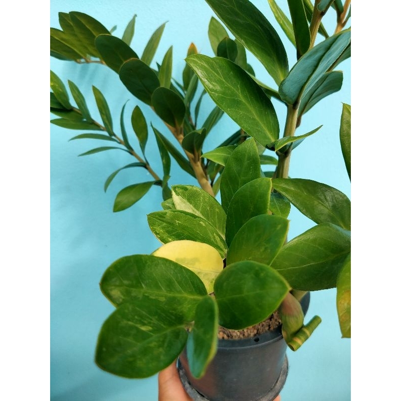 กวักมรกตด่าง ก้านชมพู Zamioculcas Zamiifolia มีหัวโขดทุกต้น ไม้มงคลพันธ์หายาก ด่างชัด ไม้มงคล ไม้ด่า