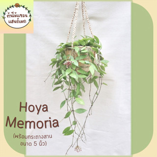 🌼โฮย่า Hoya Memoria ในกระถางไม้ไผ่ขนาด 5 นิ้ว ห้อยด้วยเชือกผักตบ พร้อมตะขอแขวน แต่งห้อง บ้าน ร้านอาหาร ร้านกาแฟ