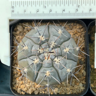 แคคตัส กระบองเพชร gymnocalycium berchtii เทาๆตัดหนามดำ เผื่อใครอยากได้ไปสะสมน้า  890 บาท จัดส่งฟรีค่ะ