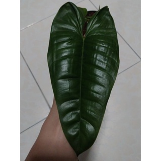 Philodendron Sp. Felix ฟิโลเดนดรอนตัวแรร์ หายาก มีน้อย น่าเก็บสะสม ได้ต้นตามภาพ