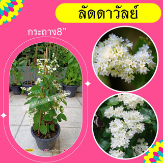 ต้นลัดดาวัลย์ #ไม้เลื้อยสีขาว  กระถาง 8 นิ้ว