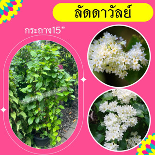 ต้นลัดดาวัลย์ #ไม้เลื้อยสีขาว กระถาง 15 นิ้ว