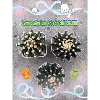 Gymnocalycium friedrichii LB2178