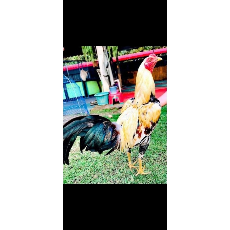 พ่อพันธุ์ไก่สาพิฆาตตีหักตีชักตีตายคาสังเวียน