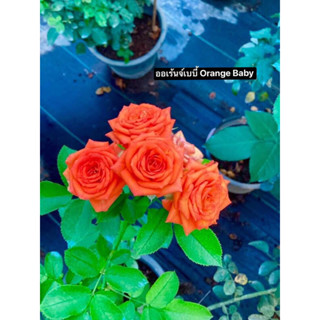 กุหลาบ - ออเร้นจ์เบบี้ Orange Baby  สีส้มสด บานทนดอกเยอะเป็นช่อ