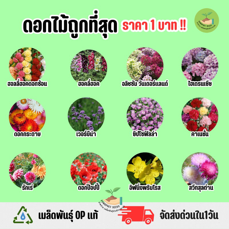 ราคาถูกที่สุด ดอกไม้ประดับราคาถูก