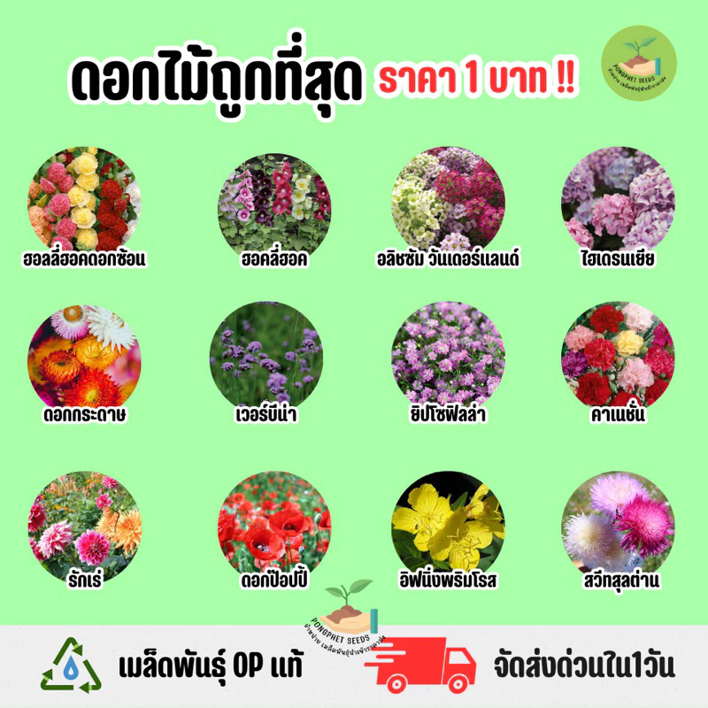 ราคาถูกที่สุด ดอกไม้ประดับราคาถูก