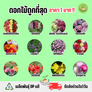 ราคาถูกที่สุด ดอกไม้ประดับราคาถูก