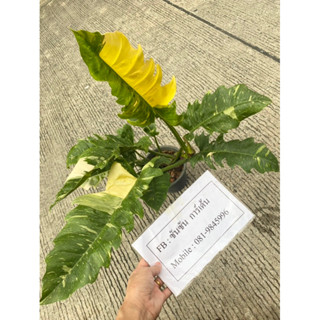 ใบเลื่อยด่าง 🌿ฟแร์มใหญ่ philodendron ring of fire variegated 🌿ต้นที่ส่ง คือ ต้นในรูป