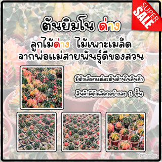 ต้นแคคตัส ยิมโนด่าง LBHBด่าง ต้นไม้เพาะเมล็ดจากพ่อแม่สายพันธ์ุดีจากสวน มีให้เลือกอยากหลาย
