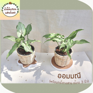 🎋ออมมณี (Syngonium sp.) ต้นไม้มงคล ฟอกอากาศ พร้อมกระถางสานไม้ไผ่ ขนาด 3 นิ้ว สำหรับตั้งโต๊ะ แต่งห้อง บ้าน ร้าน