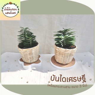 🎋บันไดเศรษฐี (Muchlenbeckia platyclada Meissn.) ต้นไม้มงคล ฟอกอากาศ พร้อมกระถางสานไม้ไผ่ ขนาด 3 นิ้ว สำหรับตั้งโต๊ะ