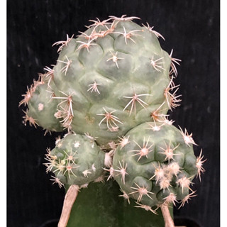 แคคตัส ช้าง บูลแมมม่า coryphantha bumamma monstrose cactus ไม้กราฟ จำนวน 1 ต้น