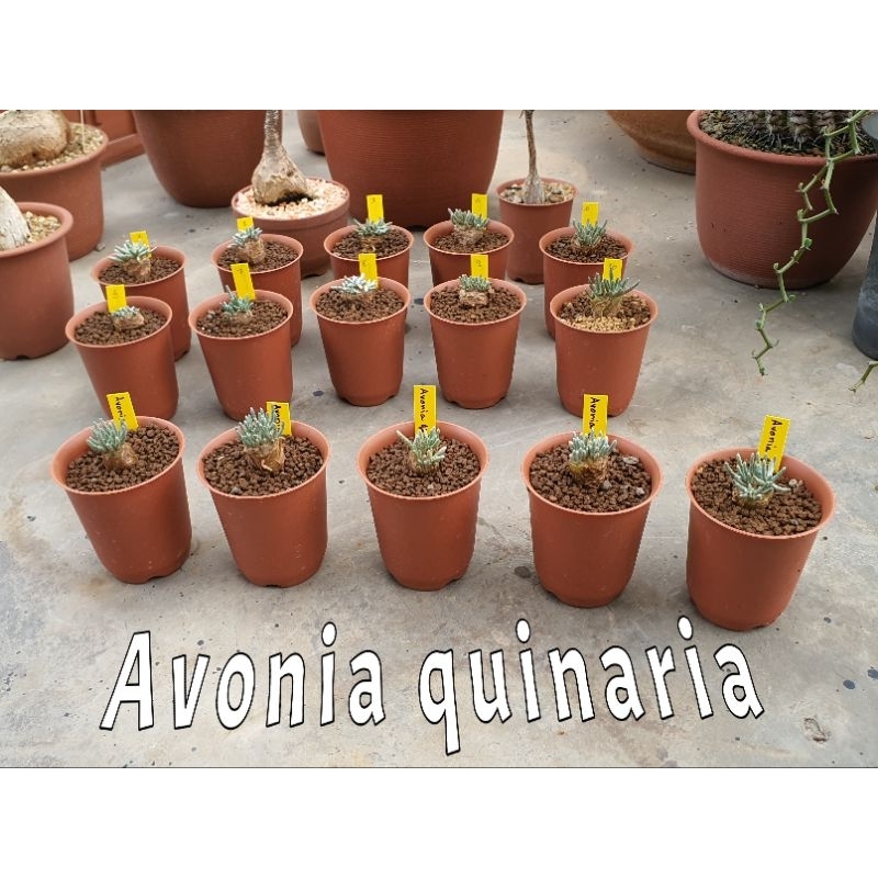 avonia quinaria อโวเนี่ย ควอนนาเรีย แคคตัส กระบองเพชร ไม้อวบน้ำ