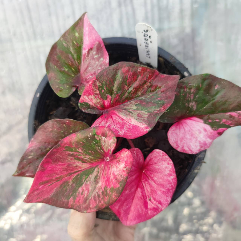 มณีล้อมเพชร บอนสี บอนสียอดนิยม Caladium