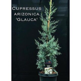 สนหอม ใบฟ้าแค่เดินผ่านก็หอม ม ม สน Cupressus arizonica Glauca ( บลูไอซ์ )สายพันธุ์แท้นำเข้าพร้อมป้ายชื่อและเลขพาสปอร์ต