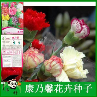 เมล็ดดอกคาร์เนชั่น  Carnation 1ซองมีประมาณ 50 เมล็ด คละสี