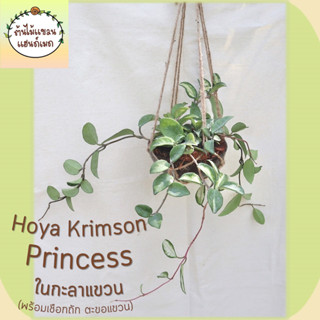 🌼โฮย่า Hoya Carnosa Tricolor Krimson Princess ใบด่างสามสี ในกะลาแขวน พร้อมเชือกถัก และตะขอ