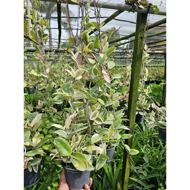 โฮญ่าด่าง(Krimson Queen) กระถาง4"