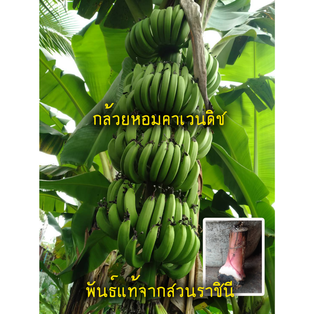 กล้วยหอมคาเวนดิช 1 หน่อ พันธ์แท้ๆ จากสวนราชินี กล้วยหอมที่ทั่วโลกปลูกส่งออกกัน ตัดหน่อสั้น 30ซม เวลาส่ง
