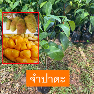 ต้นจำปาดะ จำปาดะ พันธุ์ขวัญสตูล  ทาบกิ่ง พันธุ์เเท้ ให้ผลเร็ว (รับประกัน ส่งใหม่ฟรี หากสินค้าเเสียหาย!!)
