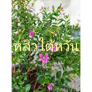 ต้นหลิวไต้หวัน Elfin herb ปลูกในกระถาง 5.5 นิ้วแบบออร์แกนิค