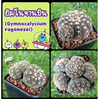 ยิมโนจานบิน (Gymno. ragonesei) ไม้เพาะเมล็ด แตกหน่อ ให้ดอก 🌺 ดูรูปปัจจุบันได้น๊า👋