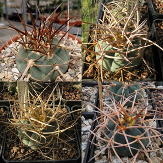 เมล็ดแคคตัส Gymnocalycium armatum เมล็ดกระบองเพชร cactus seed