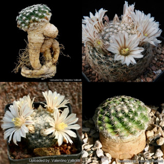 เมล็ดแคคตัส Mammillaria coahuilensis-porfiria เมล็ดกระบองเพชร cactus seed