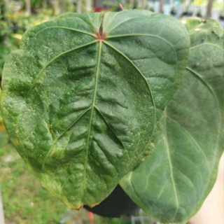 Anthurium Black Velvet Hybrid