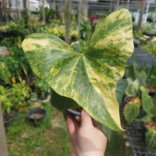 Anthurium Pterodactyl Variegated หน้าวัวใบด่าง