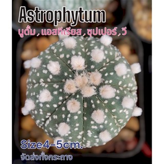 แอสโตร(Astrophytum)🌵จัดส่งต้นตามรูป