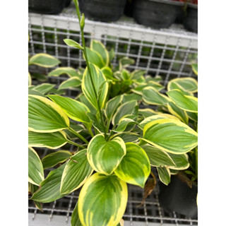 Hosta ต้นฮอสต้า ดอกขาวกลิ่นหอม เป็นพืชประดับใบด่าง  มีหน่อสามารถรับประทานได้ เลี้ยงง่ายและเจริญเติบโตได้ดีในไทยค่ะ