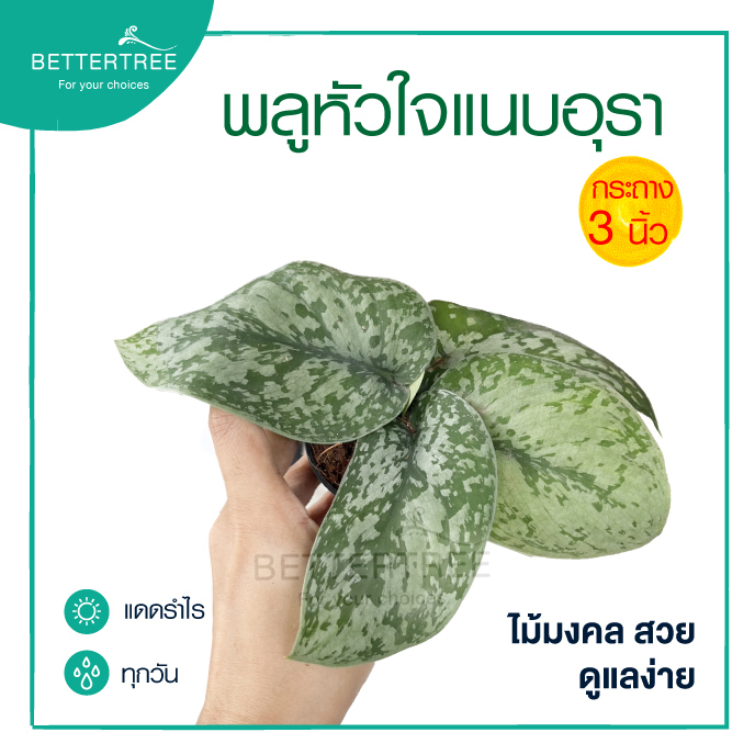 พลูหัวใจแนบ กระถาง 3 นิ้ว หรือแนบอุรา   ต้นไม้ฟอกอากาศ ราคา ถูกที่สุด ดีลบีเคเค