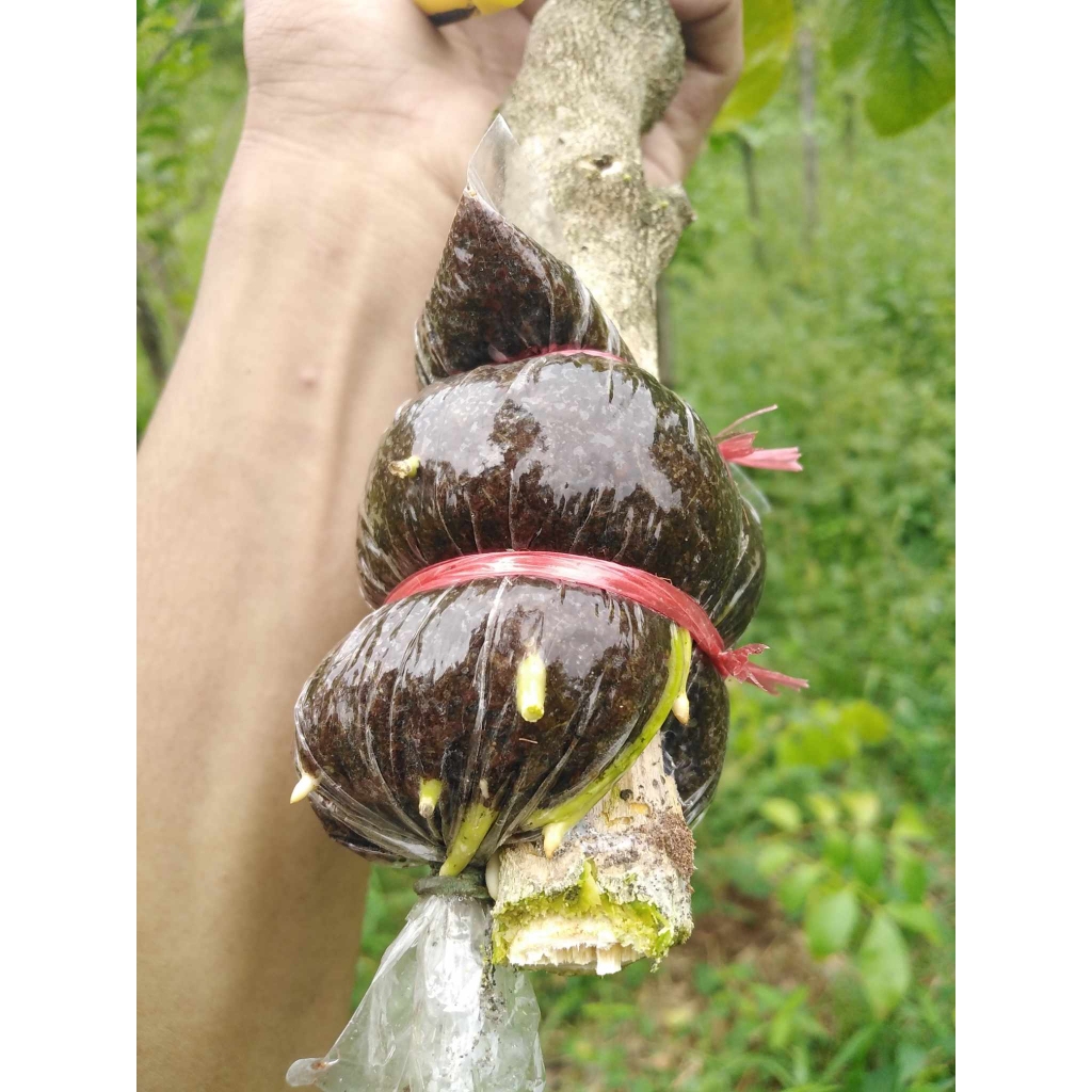 กิ่งตอนผักหวานป่ากิ่งใหญ่ๆ เซท10 เเถม1