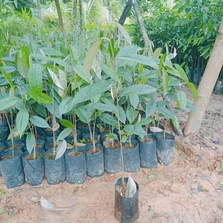 ต้นทุเรียนบ้านสายพันธ์ุแท้รุ่นใหม่สูง60ซม+++สั่งขั้นต่ำ3ต้นขึ้นไปนะครับ🎄🎄🎄🎄