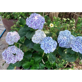 ต้น ไฮเดรนเยีย Hydrangea Tree พันธุ์หนัก ขนาดกระถางกระทัดรัด สวยมาก เหมาะสำหรับ คน ที่ชอบแต่งบ้าน  stlye minimal มาก