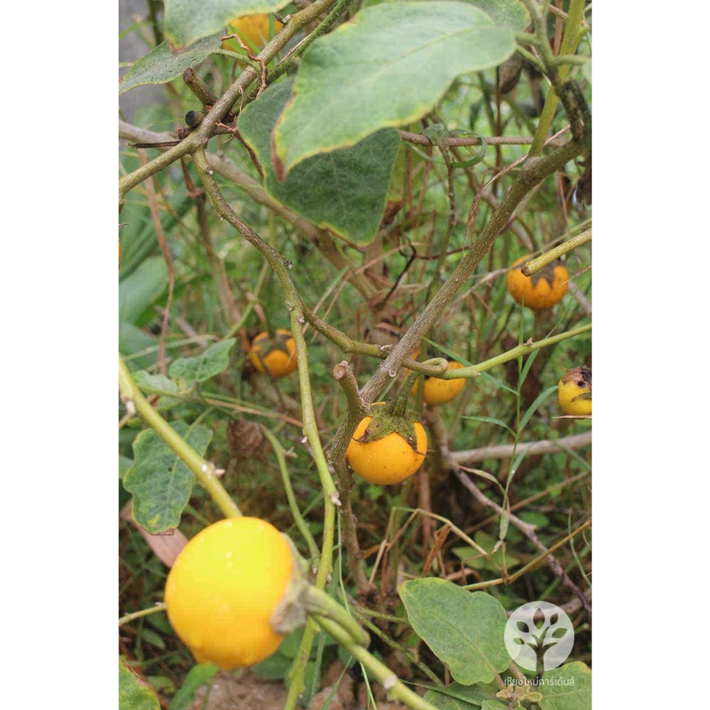 ต้นกล้า มะเขือแจ้  ต้นกล้าละ 9  บาท พร้อมปลูก ซื้อ 10แถม2 - รูปที่ 2