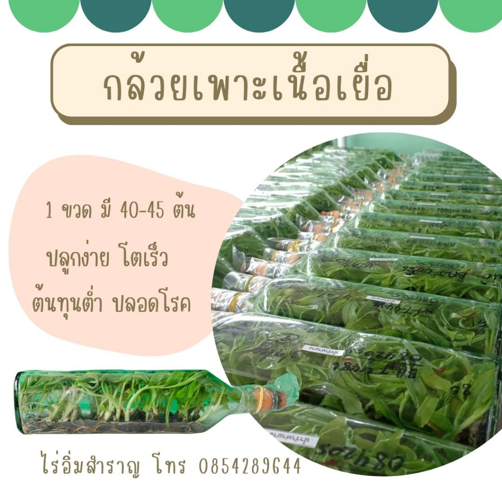 กล้วยเพาะเนื้อเยื่อ​ ( Tissue cultured bananas) ราคาส่ง ปลอดโรค ปลอดเชื้อ แข็งแรง รากแน่น พร้อมอนุบาลในถุงดำ พันธุ์แท้