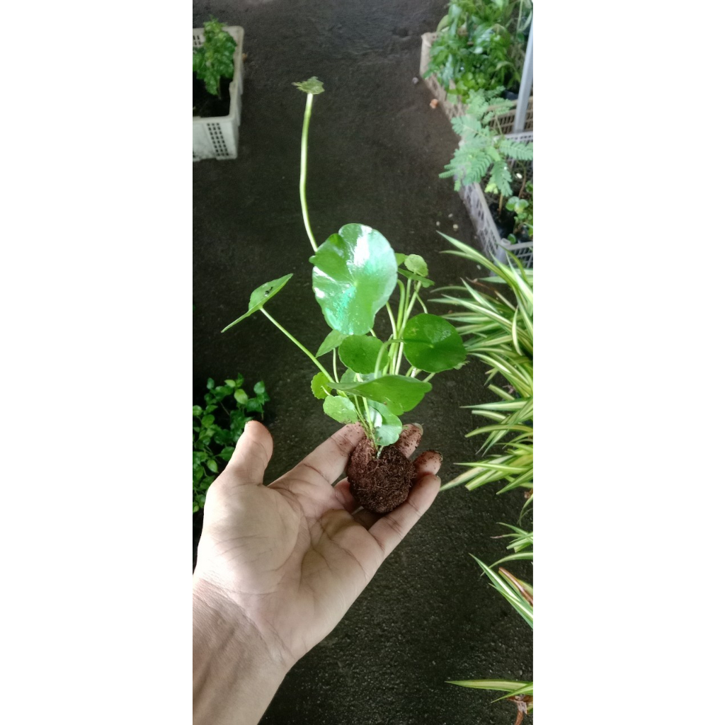 ต้นกล้าผักหนอก ใบบัวบก  กล้าละ 10 บาท ซื้อ 10แถม 2 กล้า